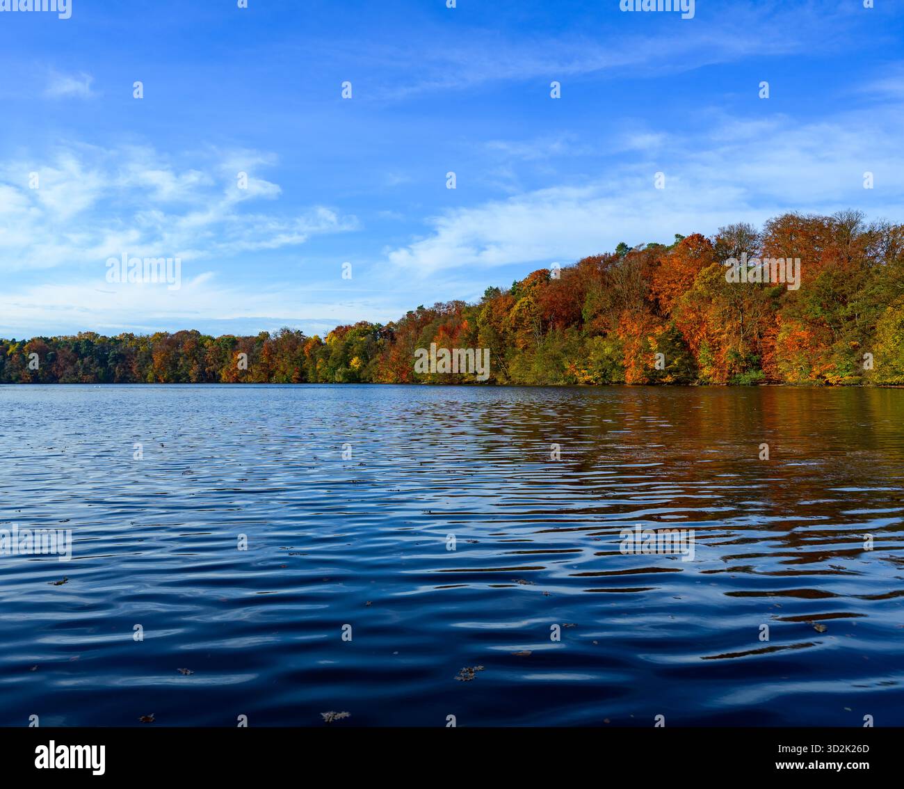 01 novembre 2025, Mecklembourg-Poméranie occidentale, Feldberg : une forêt automnale avec de nombreux hêtres sur les rives du lac Schmaler Luzin dans le parc naturel Feldberger Seenlandschaft. Le lac, connu pour son excellente qualité de l’eau et sa très bonne visibilité, est encastré dans une zone morainique terminale et se caractérise par des pentes abruptes et une végétation riche et originale. Vastes forêts, collines, vallées, plaines sablonneuses, dunes intérieures impressionnantes, vous trouverez des lacs clairs et des landes cachées, des bâtiments historiques, des sites du patrimoine local et des musées dans le parc naturel Feldberger Seenlandschaft. Banque D'Images
