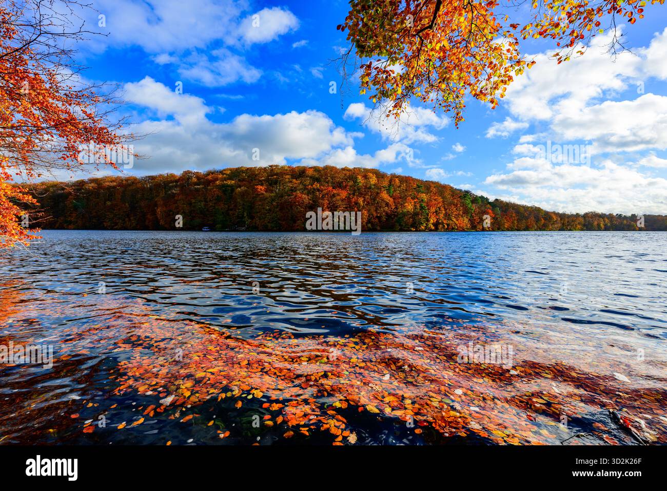 30 octobre 2025, Mecklembourg-Poméranie occidentale, Feldberg : une forêt de hêtres automnale dans le parc naturel 'Feldberger Seenlandschaft' sur le lac Schmaler Luzin. Le lac, connu pour son excellente qualité de l’eau et sa très bonne visibilité, est encastré dans une moraine terminale et se caractérise par des pentes côtières abruptes et une végétation riche et originale. Vastes forêts, collines, vallées, plaines sablonneuses, dunes intérieures impressionnantes, vous trouverez des lacs clairs et des landes cachées, des bâtiments historiques, des sites du patrimoine local et des musées dans le parc naturel Feldberger Seenlandschaft. Ce paysage diversifié wa Banque D'Images