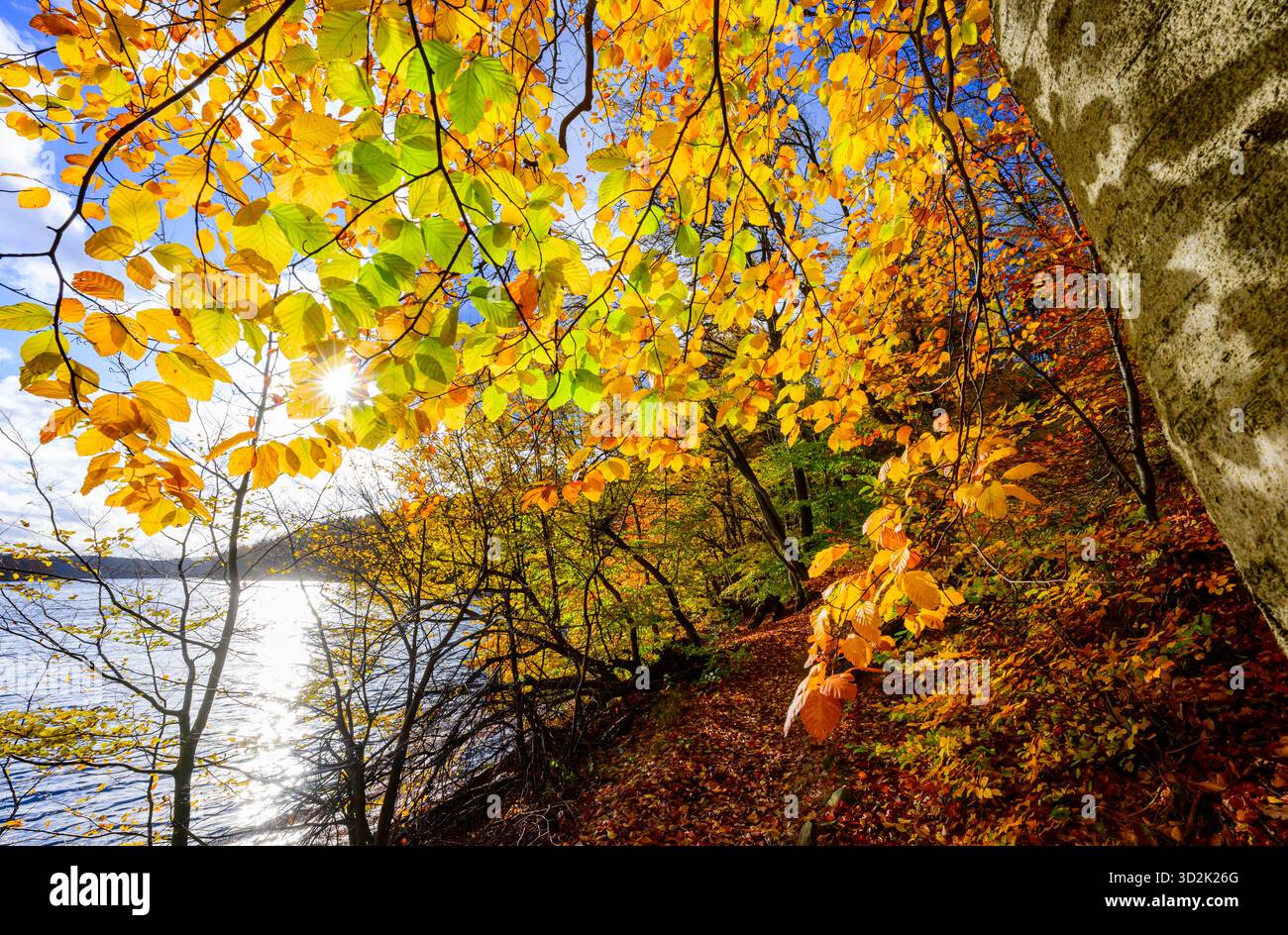 30 octobre 2025, Brandebourg, Feldberg : une forêt de hêtres automnale dans le parc naturel 'Feldberger Seenlandschaft' sur le lac Schmaler Luzin. Le lac, connu pour son excellente qualité de l’eau et sa très bonne visibilité, est encastré dans une moraine terminale et se caractérise par des pentes côtières abruptes et une végétation riche et originale. Vastes forêts, collines, vallées, plaines sablonneuses, dunes intérieures impressionnantes, vous trouverez des lacs clairs et des landes cachées, des bâtiments historiques, des sites du patrimoine local et des musées dans le parc naturel Feldberger Seenlandschaft. Ce paysage diversifié a été façonné par la Banque D'Images