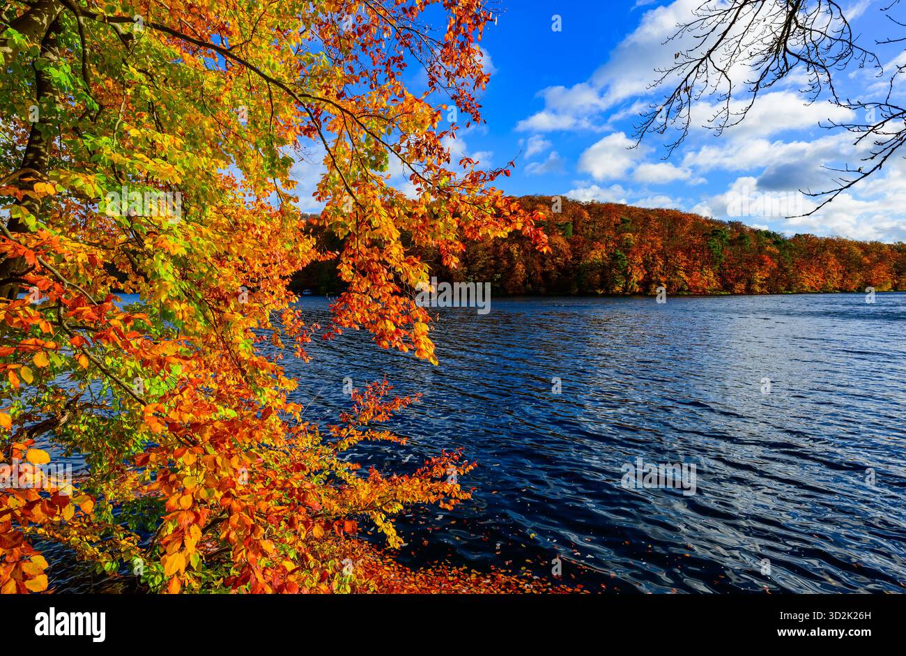 30 octobre 2025, Mecklembourg-Poméranie occidentale, Feldberg : une forêt de hêtres automnale dans le parc naturel 'Feldberger Seenlandschaft' sur le lac Schmaler Luzin. Le lac, connu pour son excellente qualité de l’eau et sa très bonne visibilité, est encastré dans une moraine terminale et se caractérise par des pentes côtières abruptes et une végétation riche et originale. Vastes forêts, collines, vallées, plaines sablonneuses, dunes intérieures impressionnantes, vous trouverez des lacs clairs et des landes cachées, des bâtiments historiques, des sites du patrimoine local et des musées dans le parc naturel Feldberger Seenlandschaft. Ce paysage diversifié wa Banque D'Images