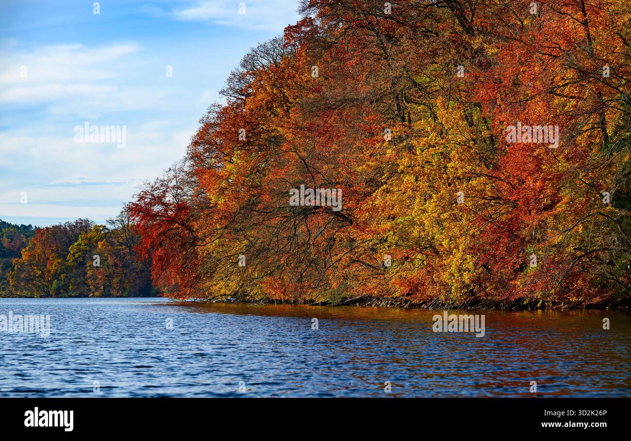 01 novembre 2025, Mecklembourg-Poméranie occidentale, Feldberg : une forêt automnale avec de nombreux hêtres sur les rives du lac Schmaler Luzin dans le parc naturel Feldberger Seenlandschaft. Le lac, connu pour son excellente qualité de l’eau et sa très bonne visibilité, est encastré dans une zone morainique terminale et se caractérise par des pentes abruptes et une végétation riche et originale. Vastes forêts, collines, vallées, plaines sablonneuses, dunes intérieures impressionnantes, vous trouverez des lacs clairs et des landes cachées, des bâtiments historiques, des sites du patrimoine local et des musées dans le parc naturel Feldberger Seenlandschaft. Banque D'Images