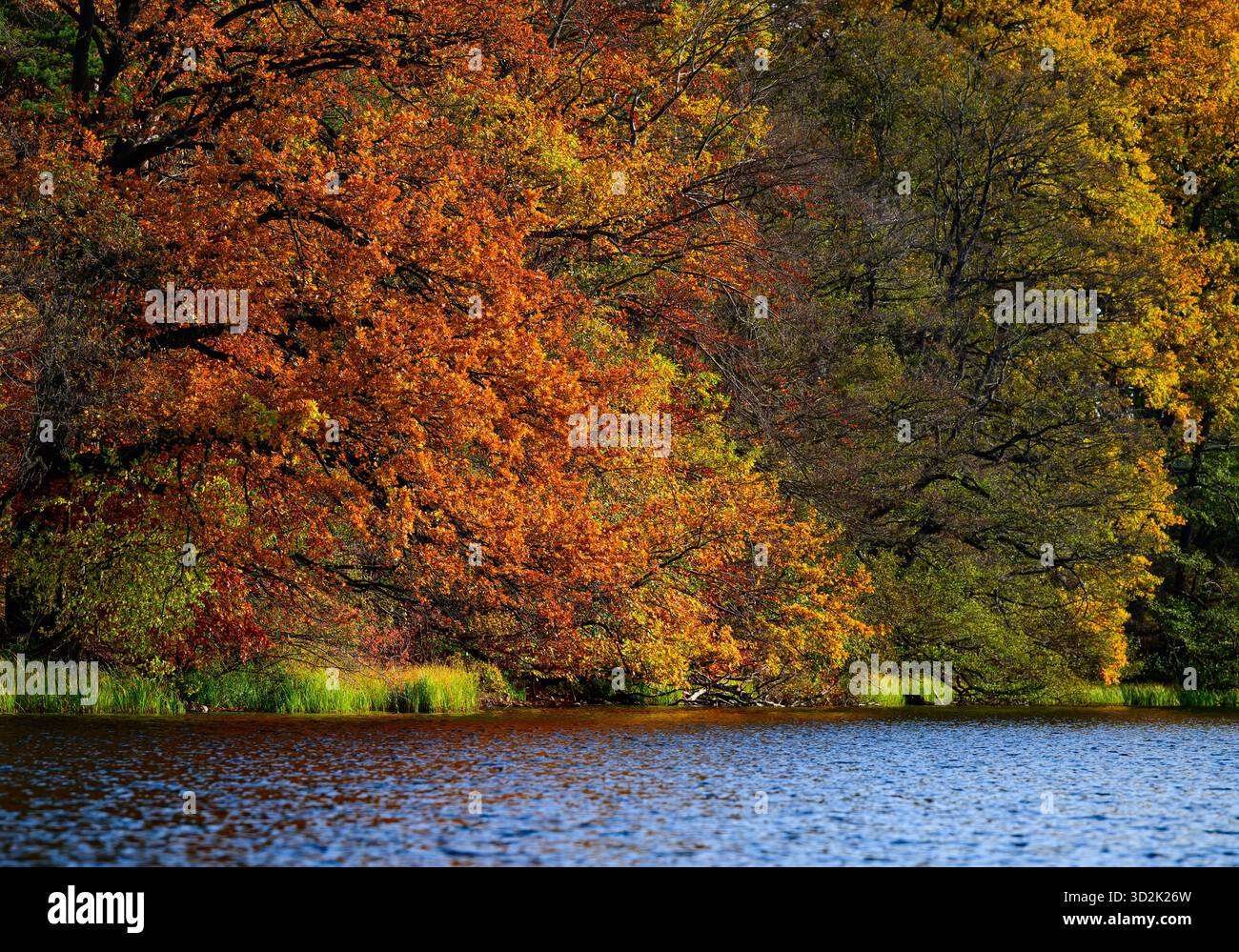 01 novembre 2025, Mecklembourg-Poméranie occidentale, Feldberg : une forêt automnale avec de nombreux hêtres sur les rives du lac Schmaler Luzin dans le parc naturel Feldberger Seenlandschaft. Le lac, connu pour son excellente qualité de l’eau et sa très bonne visibilité, est encastré dans une zone morainique terminale et se caractérise par des pentes abruptes et une végétation riche et originale. Vastes forêts, collines, vallées, plaines sablonneuses, dunes intérieures impressionnantes, vous trouverez des lacs clairs et des landes cachées, des bâtiments historiques, des sites du patrimoine local et des musées dans le parc naturel Feldberger Seenlandschaft. Banque D'Images