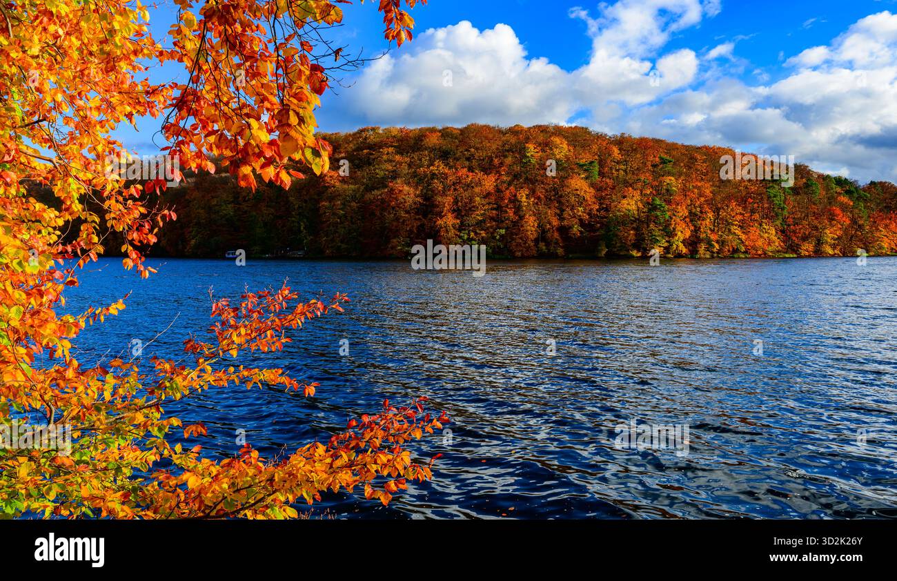 30 octobre 2025, Mecklembourg-Poméranie occidentale, Feldberg : une forêt de hêtres automnale dans le parc naturel 'Feldberger Seenlandschaft' sur le lac Schmaler Luzin. Le lac, connu pour son excellente qualité de l’eau et sa très bonne visibilité, est encastré dans une moraine terminale et se caractérise par des pentes côtières abruptes et une végétation riche et originale. Vastes forêts, collines, vallées, plaines sablonneuses, dunes intérieures impressionnantes, vous trouverez des lacs clairs et des landes cachées, des bâtiments historiques, des sites du patrimoine local et des musées dans le parc naturel Feldberger Seenlandschaft. Ce paysage diversifié wa Banque D'Images