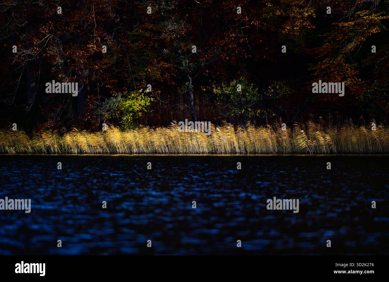01 novembre 2025, Mecklembourg-Poméranie occidentale, Feldberg : des roseaux brillent au soleil sur les rives du lac Schmaler Luzin dans le parc naturel Feldberger Seenlandschaft. Le lac, connu pour son excellente qualité de l’eau et sa très bonne visibilité, est encastré dans une moraine terminale et se caractérise par des pentes côtières abruptes et une végétation riche et originale. Vastes forêts, collines, vallées, plaines sablonneuses, dunes intérieures impressionnantes, vous trouverez des lacs clairs et des landes cachées, des bâtiments historiques, des sites du patrimoine local et des musées dans le parc naturel Feldberger Seenlandschaft. Ce plongeur Banque D'Images