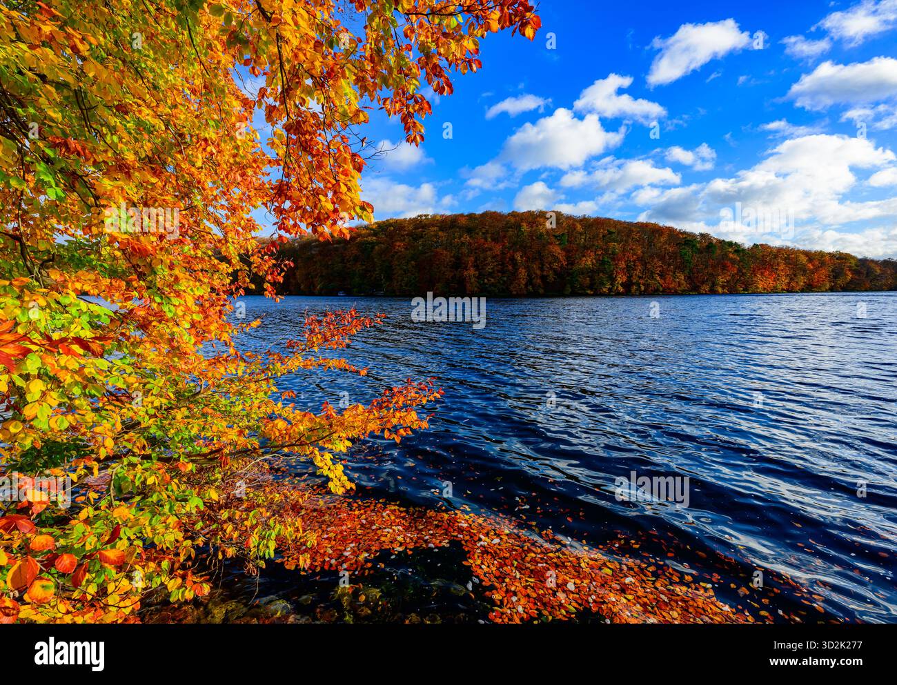 30 octobre 2025, Brandebourg, Feldberg : une forêt de hêtres automnale dans le parc naturel 'Feldberger Seenlandschaft' sur le lac Schmaler Luzin. Le lac, connu pour son excellente qualité de l’eau et sa très bonne visibilité, est encastré dans une moraine terminale et se caractérise par des pentes côtières abruptes et une végétation riche et originale. Vastes forêts, collines, vallées, plaines sablonneuses, dunes intérieures impressionnantes, vous trouverez des lacs clairs et des landes cachées, des bâtiments historiques, des sites du patrimoine local et des musées dans le parc naturel Feldberger Seenlandschaft. Ce paysage diversifié a été façonné par la Banque D'Images