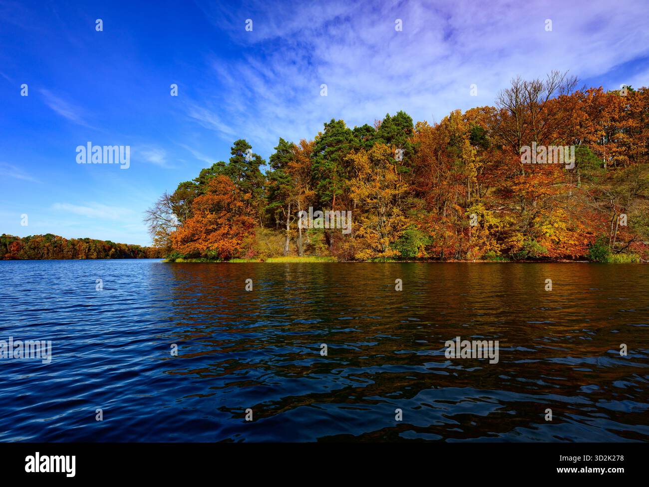 01 novembre 2025, Mecklembourg-Poméranie occidentale, Feldberg : une forêt automnale avec de nombreux hêtres sur les rives du lac Schmaler Luzin dans le parc naturel Feldberger Seenlandschaft. Le lac, connu pour son excellente qualité de l’eau et sa très bonne visibilité, est encastré dans une zone morainique terminale et se caractérise par des pentes abruptes et une végétation riche et originale. Vastes forêts, collines, vallées, plaines sablonneuses, dunes intérieures impressionnantes, vous trouverez des lacs clairs et des landes cachées, des bâtiments historiques, des sites du patrimoine local et des musées dans le parc naturel Feldberger Seenlandschaft. Banque D'Images