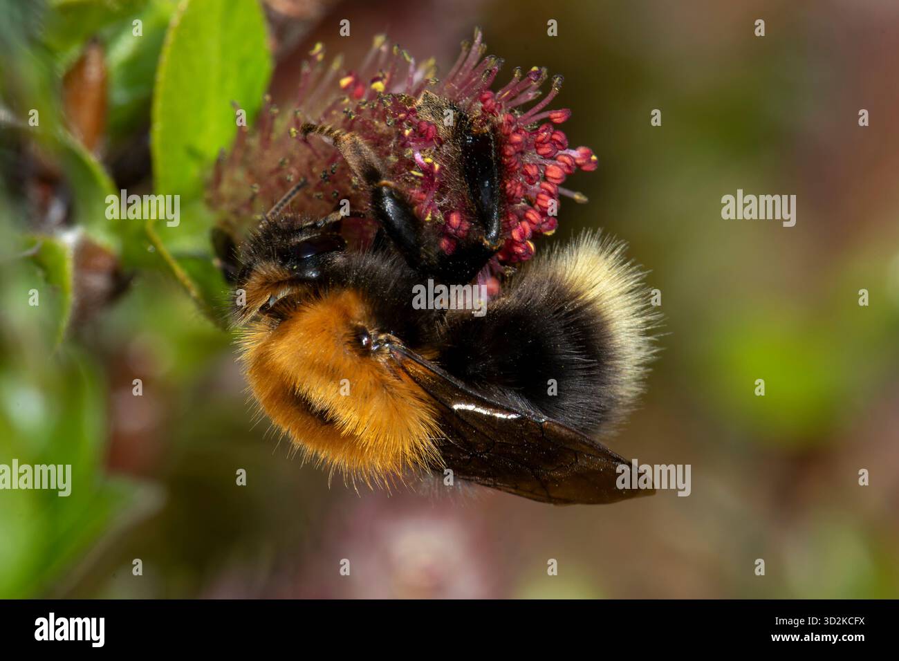 Photo macro d'une bourdon arboricole collectant du nectar sur un chaton de saule des montagnes pendant la pollinisation printanière Banque D'Images