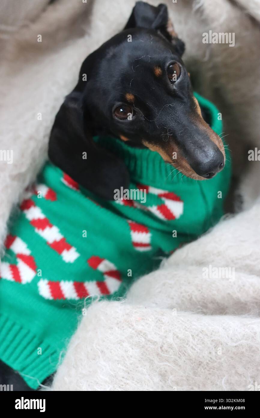 Un Teckel miniature dans un pull de Noël assis sur un canapé Banque D'Images
