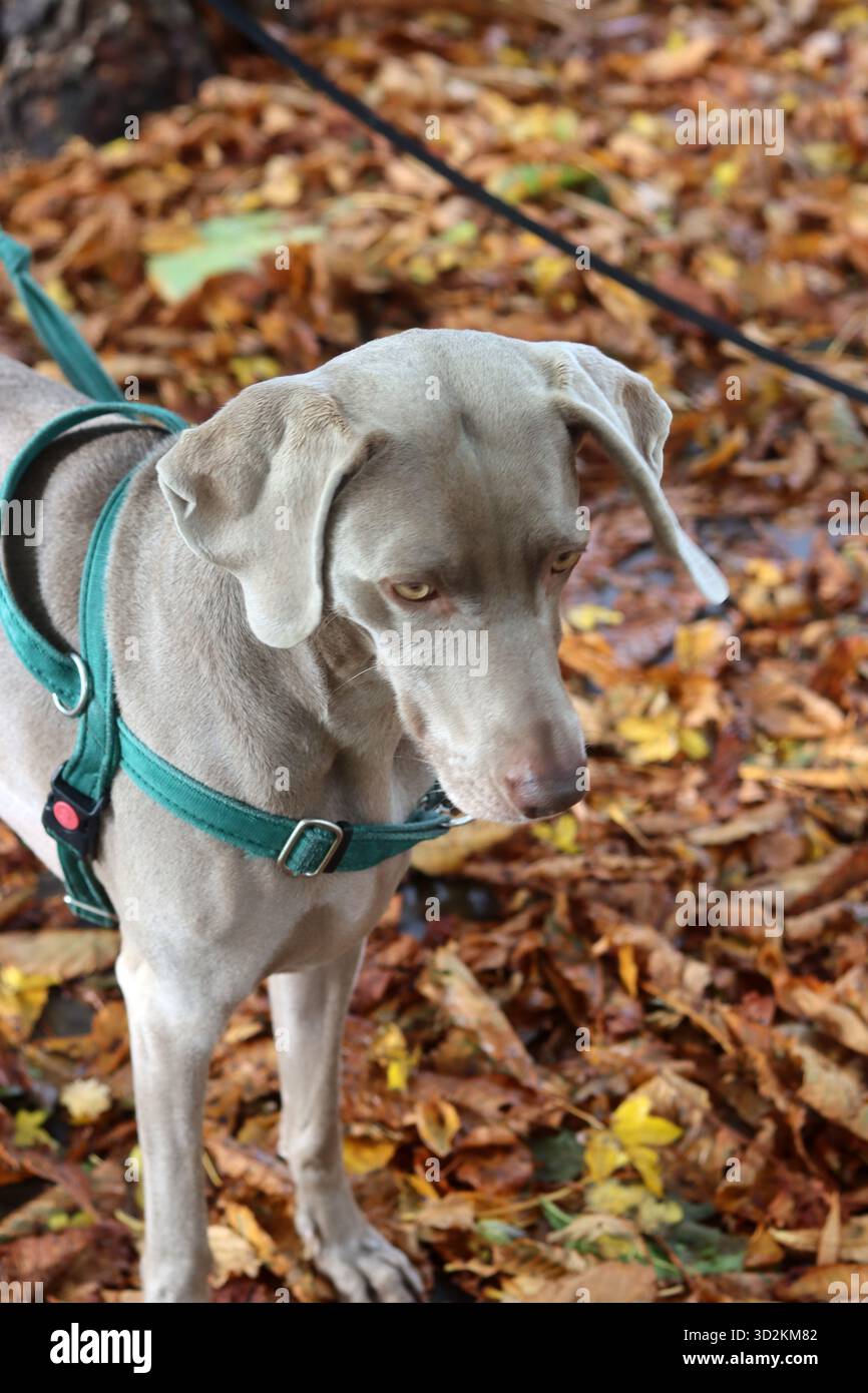Chien Weimaraner dans le parc d'automne Banque D'Images