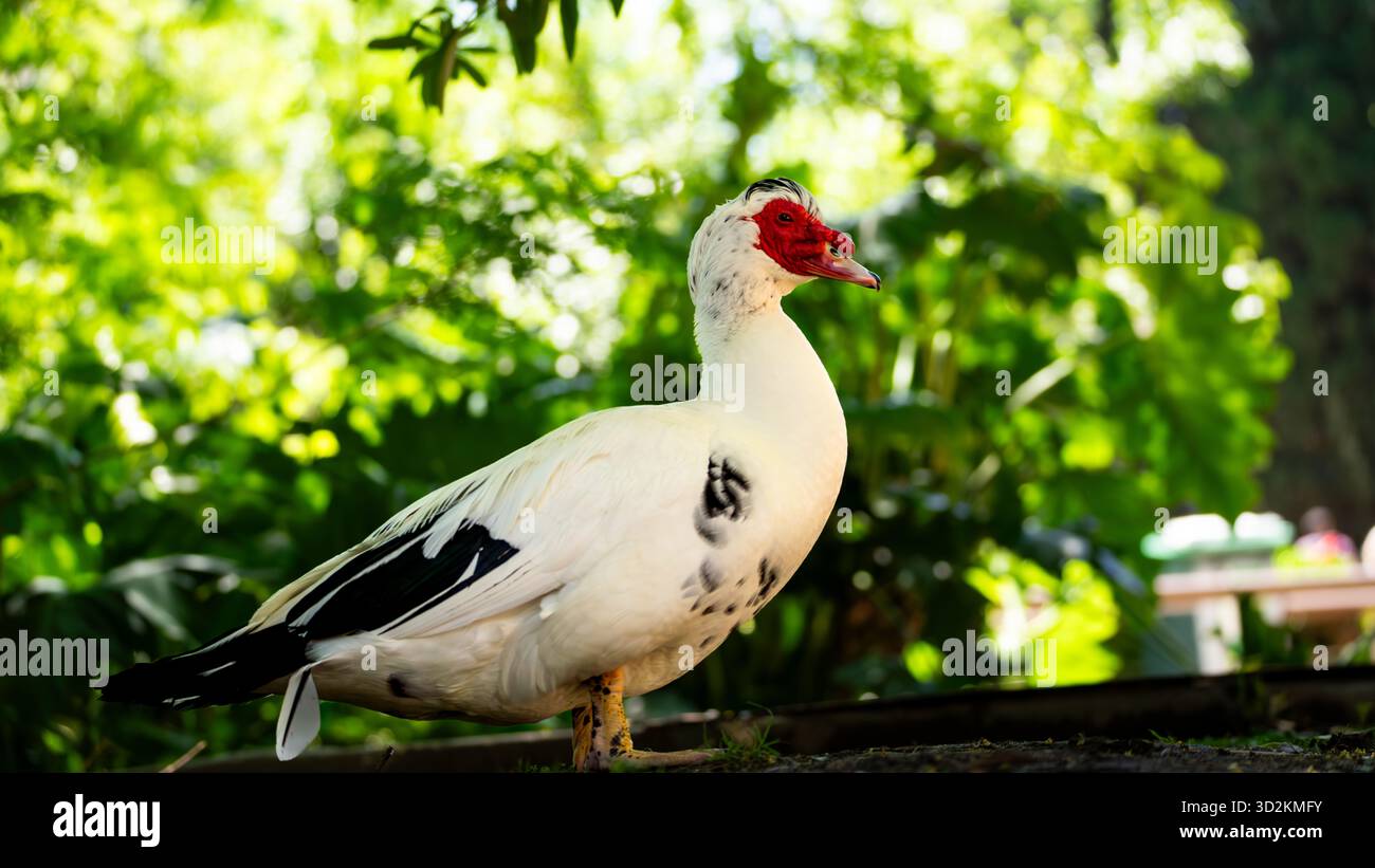 Canard de Barbarie blanc au visage rouge Banque D'Images