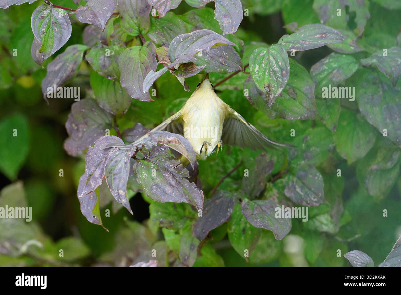 Chiffchaff- Phylloscopus collybita attrapant des insectes. Banque D'Images