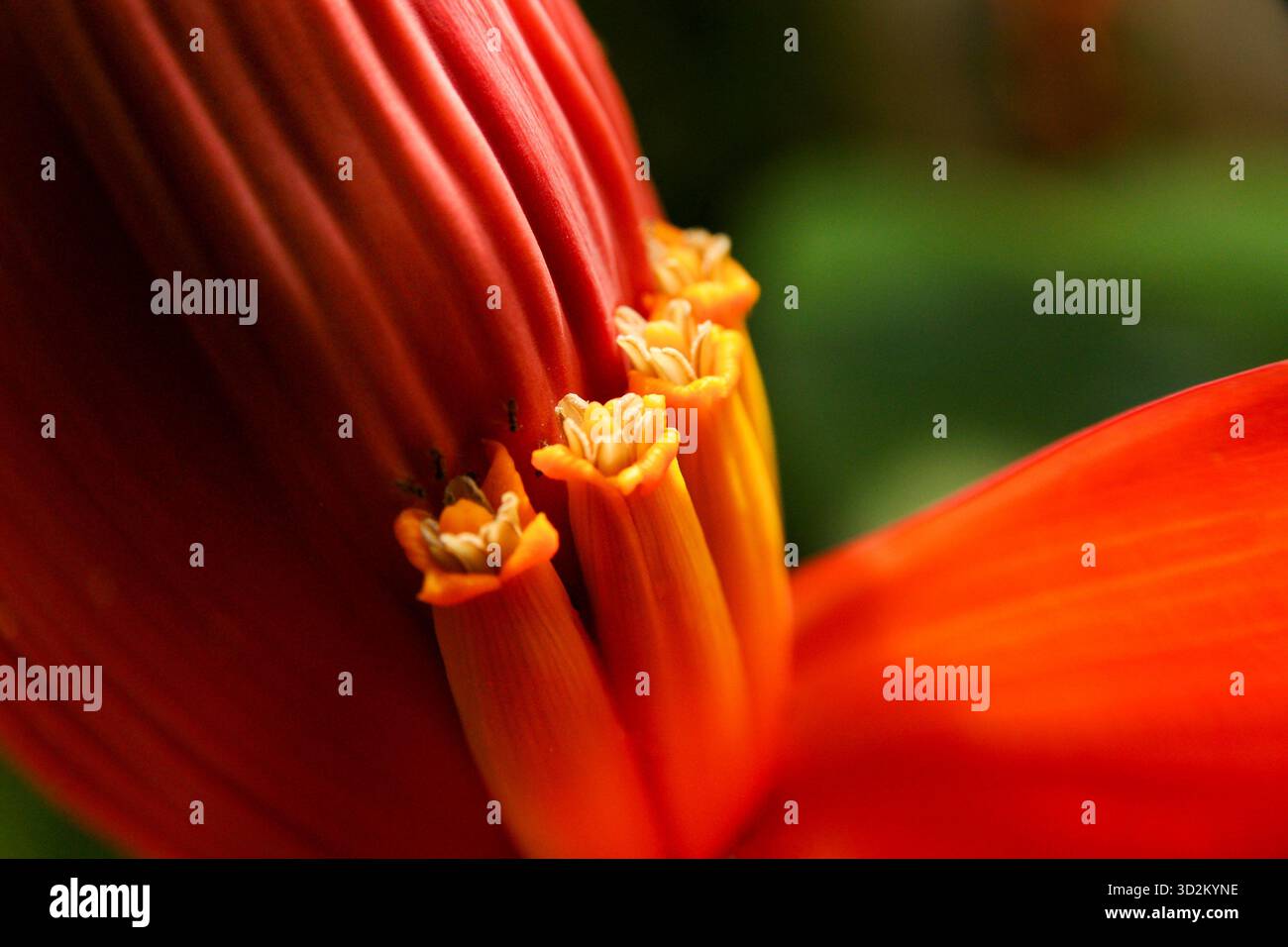 Une vue en gros plan extrême (macro) de l'intérieur d'une fleur de banane tropicale (Musa), montrant les étamines tubulaires jaune vif émergeant des profondeurs Banque D'Images