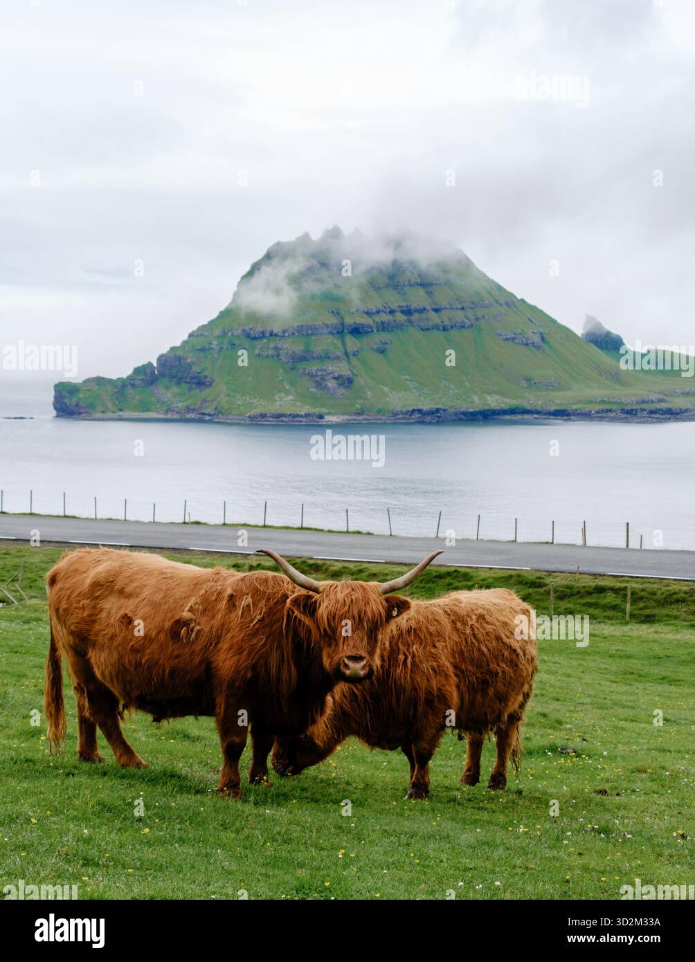 Deux bovins moelleux des Highlands paissent paisiblement dans un champ d'herbe verdoyant. Banque D'Images