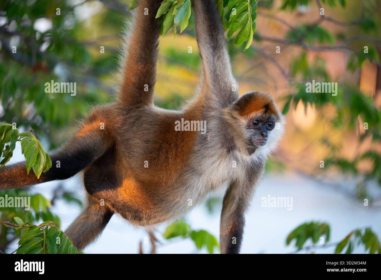 Gros plan portrait de singe sur l'arbre à la lumière du coucher du soleil au crépuscule Banque D'Images