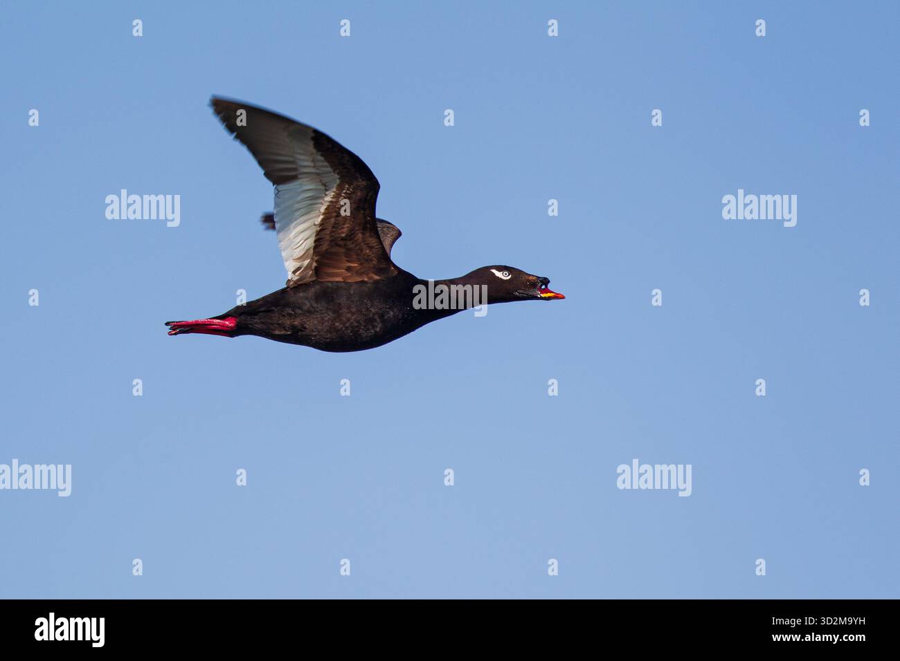 Stejneger's Scoter (Melanitta stejnegeri) vol mâle, lac Huvsgol, Mongolie Banque D'Images