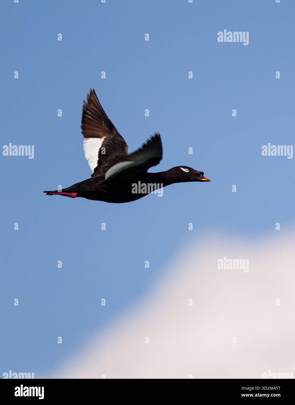 Stejneger's Scoter (Melanitta stejnegeri) vol mâle, lac Huvsgol, Mongolie Banque D'Images