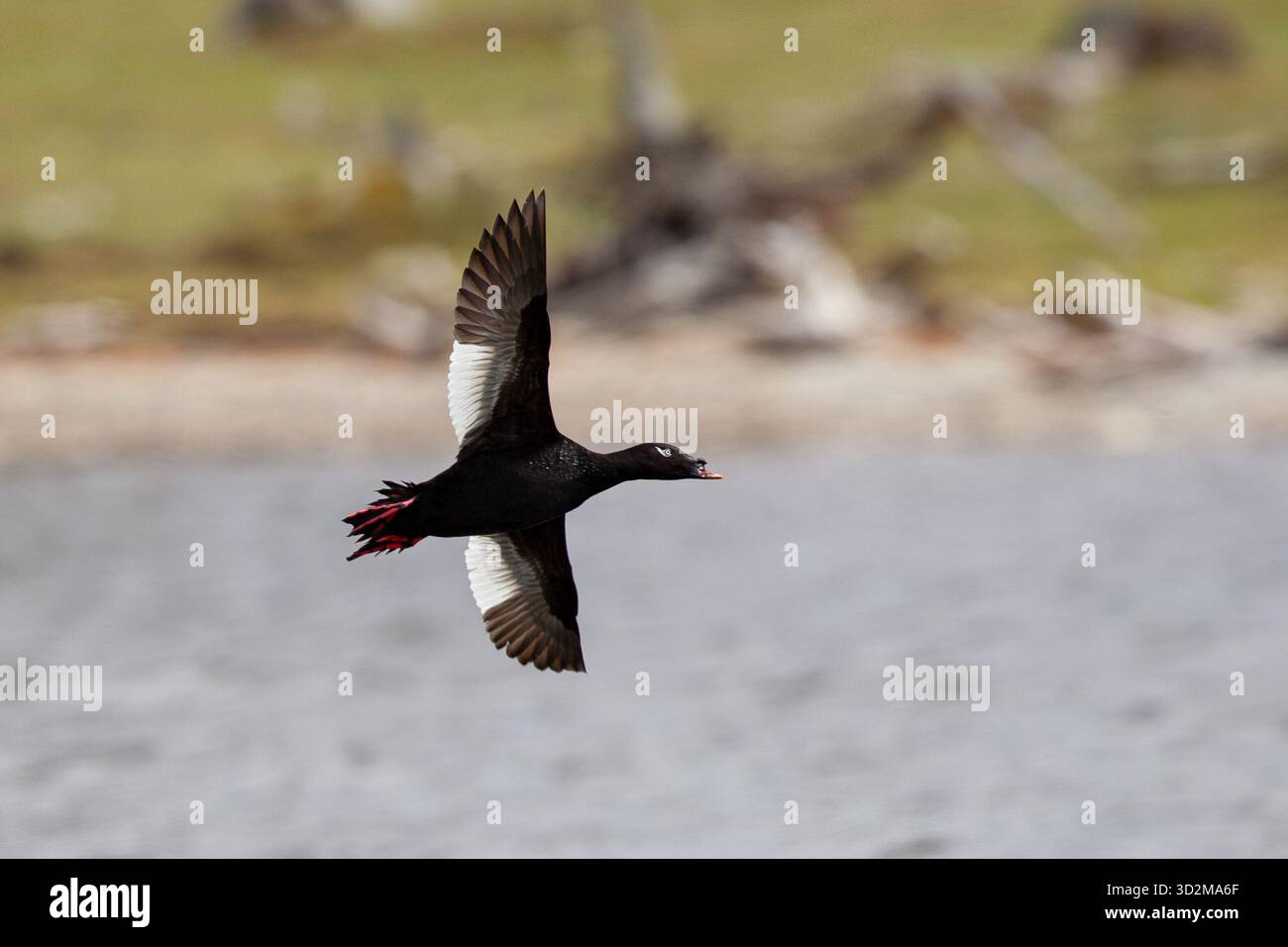Stejneger's Scoter (Melanitta stejnegeri) vol mâle, lac Huvsgol, Mongolie Banque D'Images