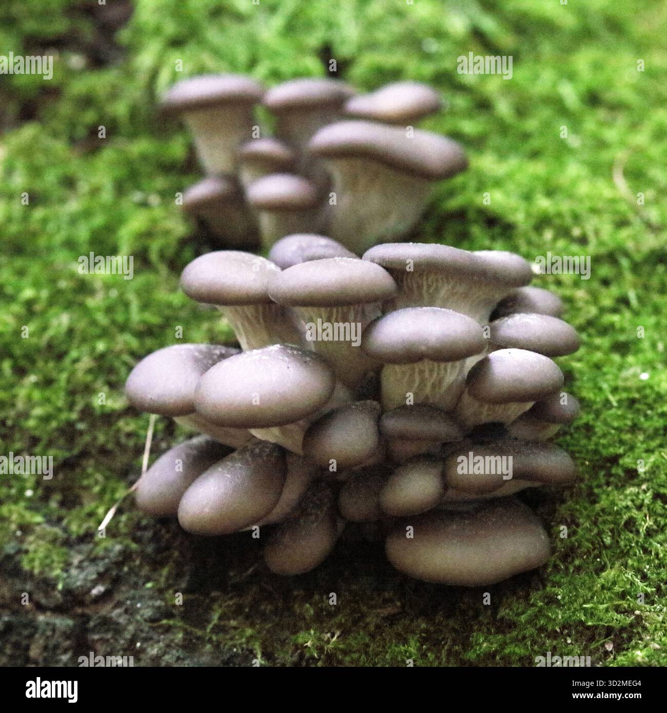 Champignon comestible Pleurotus ostreatus connu sous le nom de champignon d'huître dans la forêt d'automne avec des feuilles colorées - Slovaquie, Europe Banque D'Images