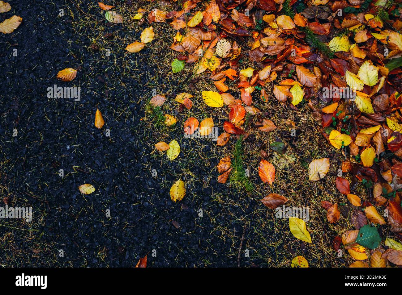 Feuilles d'automne sur sol humide et surface de gravier Banque D'Images
