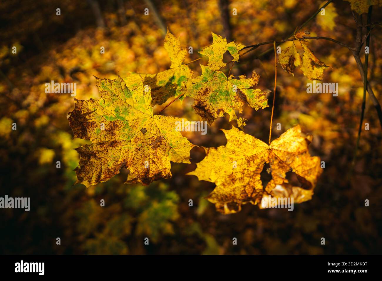 Gros plan de feuilles d'automne colorées avec faible profondeur de champ Banque D'Images