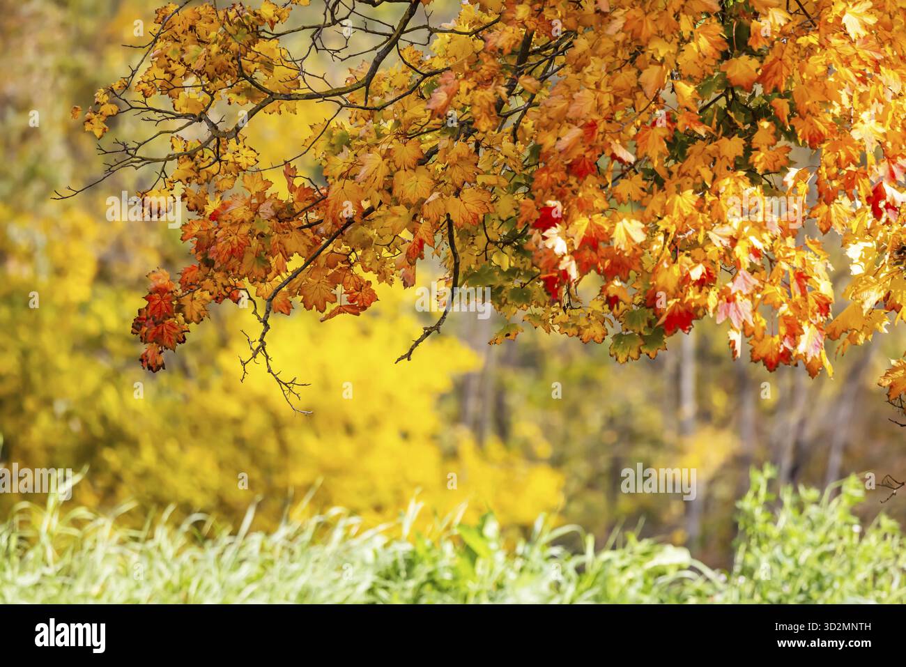 Érable aux feuilles colorées. Le paysage est coloré en automne. Stuttgart, Bade-Wuerttemberg, Allemagne Banque D'Images
