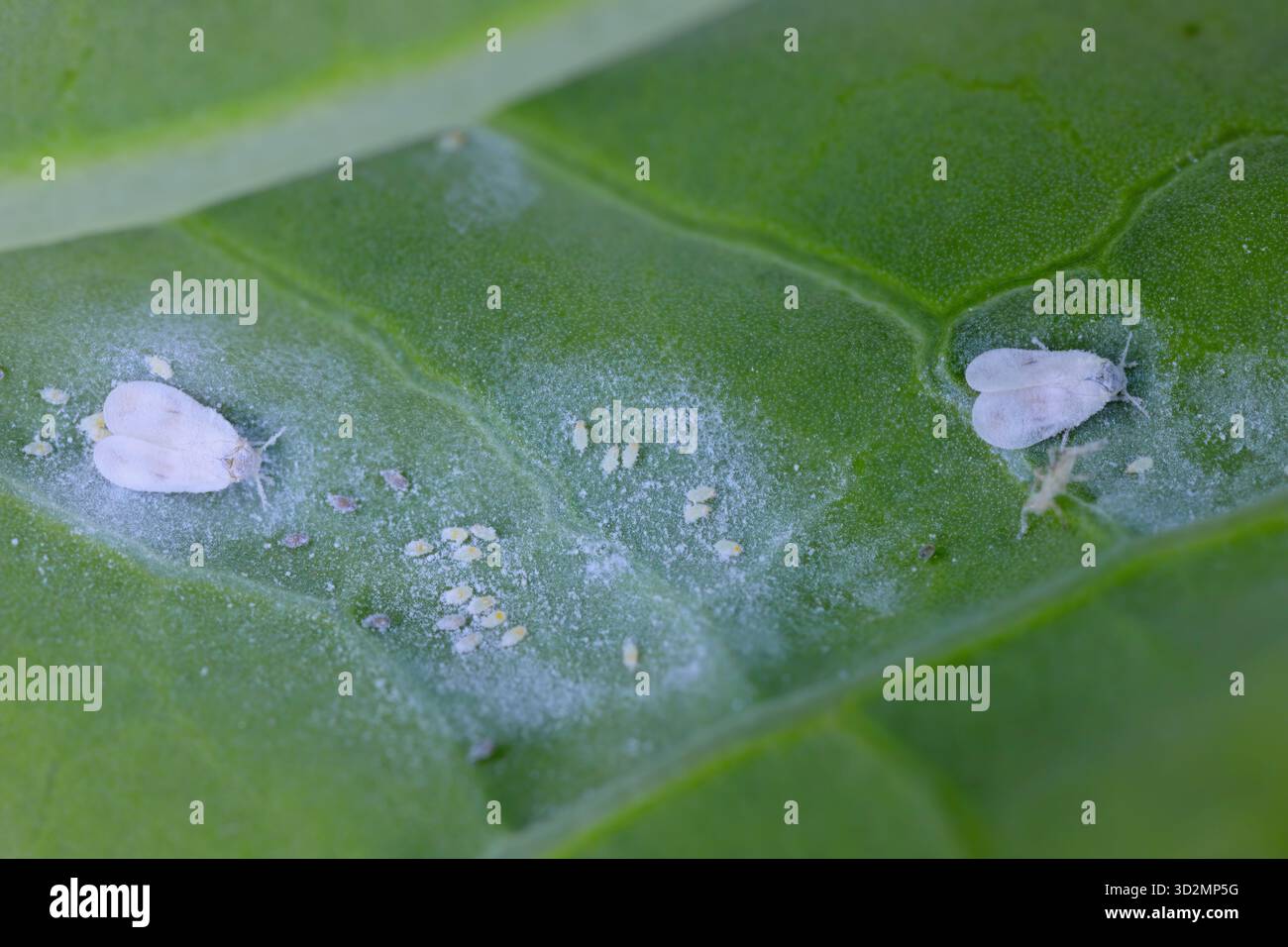 Mouche blanche du chou (Aleyrodes proletella), espèce de mouche blanche de la famille des Aleyrodidae. Parasite des plantes. Deux spécimens adultes et des œufs sur une feuille de chou. Banque D'Images