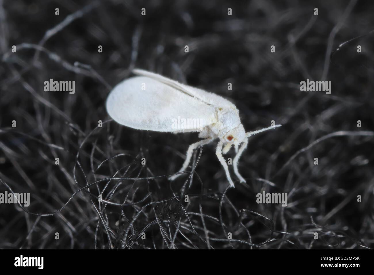Mouche blanche du chou (Aleyrodes proletella), espèce de mouche blanche de la famille des Aleyrodidae. Parasite des plantes. Un minuscule insecte a atterri sur le tissu noir. Banque D'Images