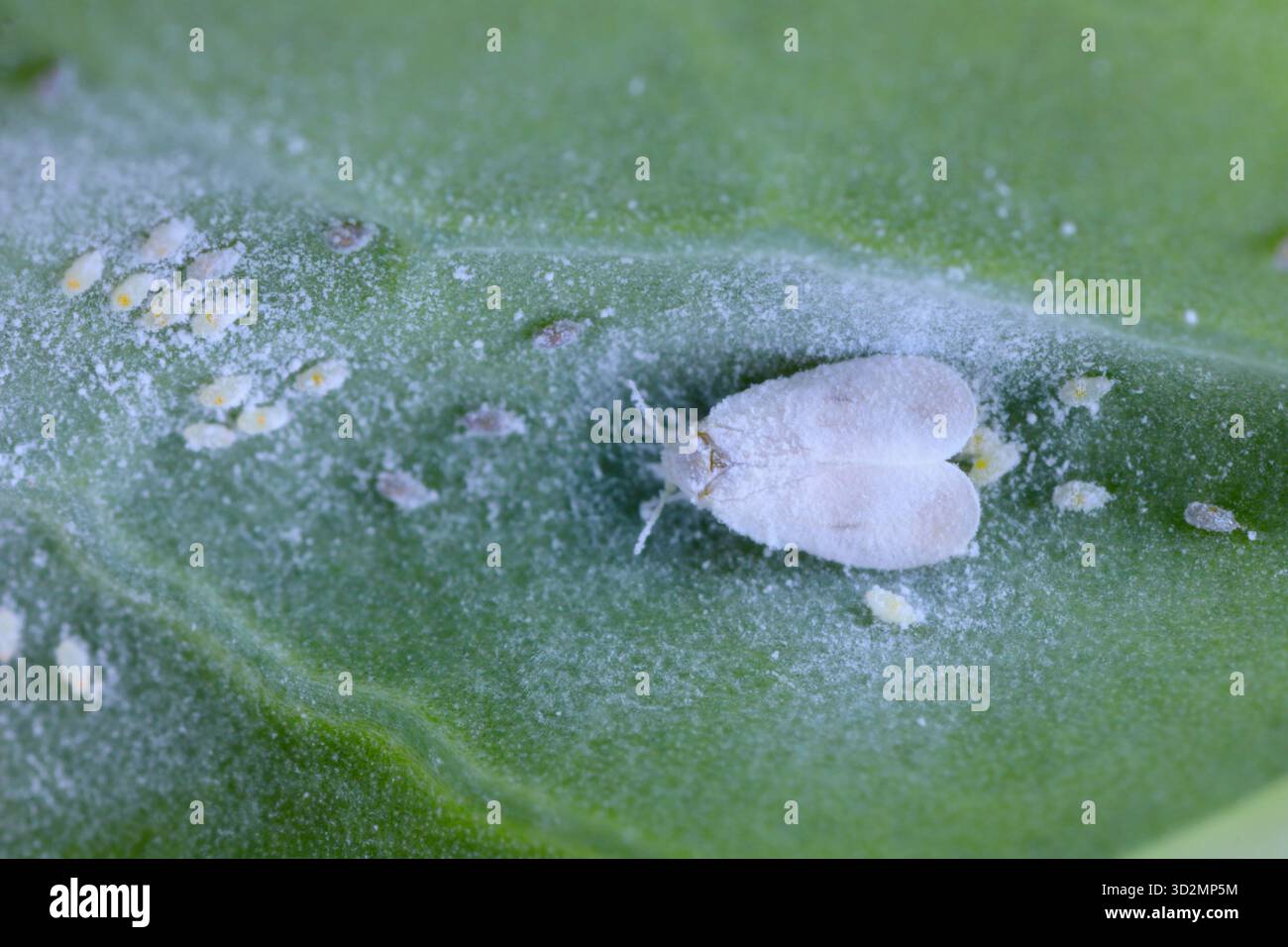 Mouche blanche des abords (Aleyrodes proletella), espèce de mouche blanche de la famille des Aleyrodidae. Parasite des plantes. Une femelle ailée et des œufs pondus sur une feuille de chou. Banque D'Images