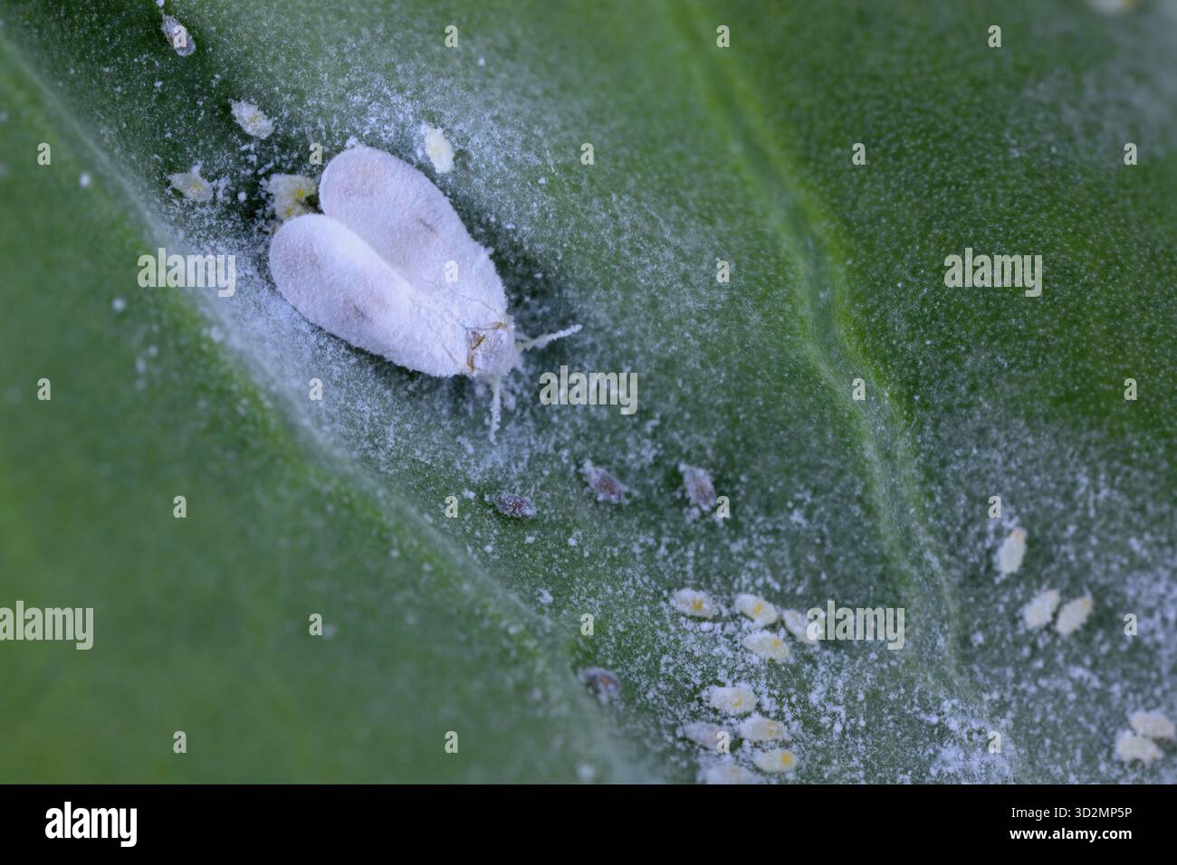 Mouche blanche du chou (Aleyrodes proletella), espèce de mouche blanche de la famille des Aleyrodidae. Parasite des plantes. Une femelle ailée et des œufs pondus sur une feuille de chou Banque D'Images