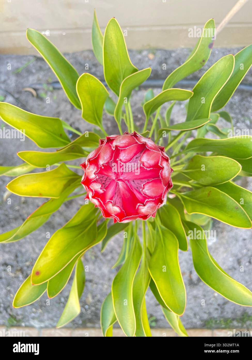 Beauté émergente : King Protea Bud dans Early Bloom, Afrique du Sud - Image de stock capturée avec un smartphone