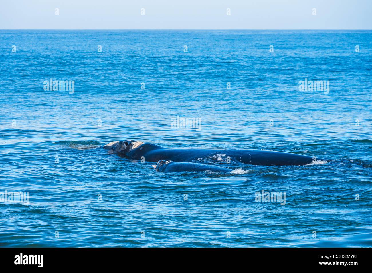 Baleines à Hermanus Bay, Afrique du Sud. Mère avec bébé. Banque D'Images