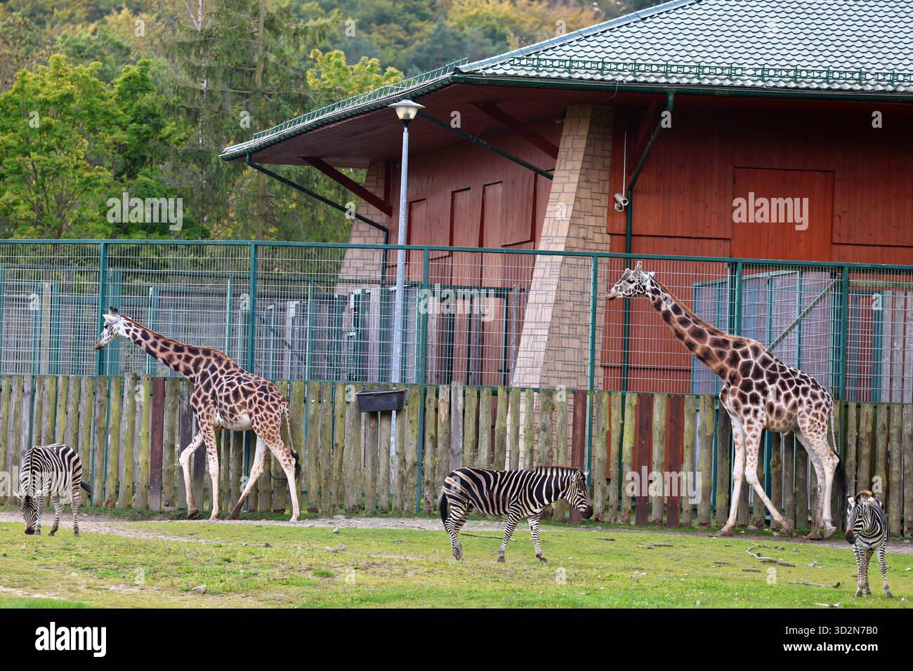 Zèbres et girafes pâturant dans une enceinte verte Banque D'Images
