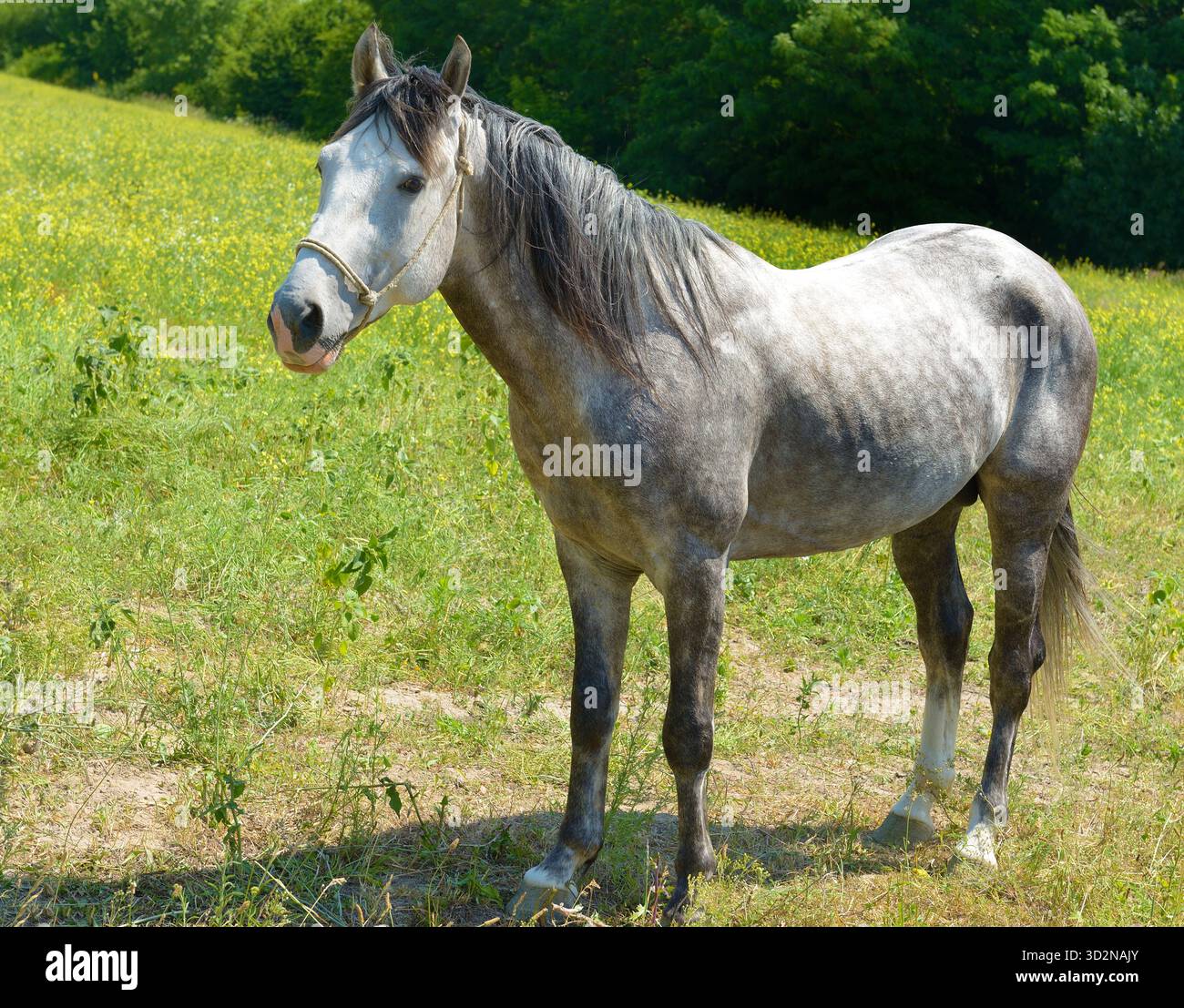 Beau cheval adulte sur un pâturage vert. Banque D'Images