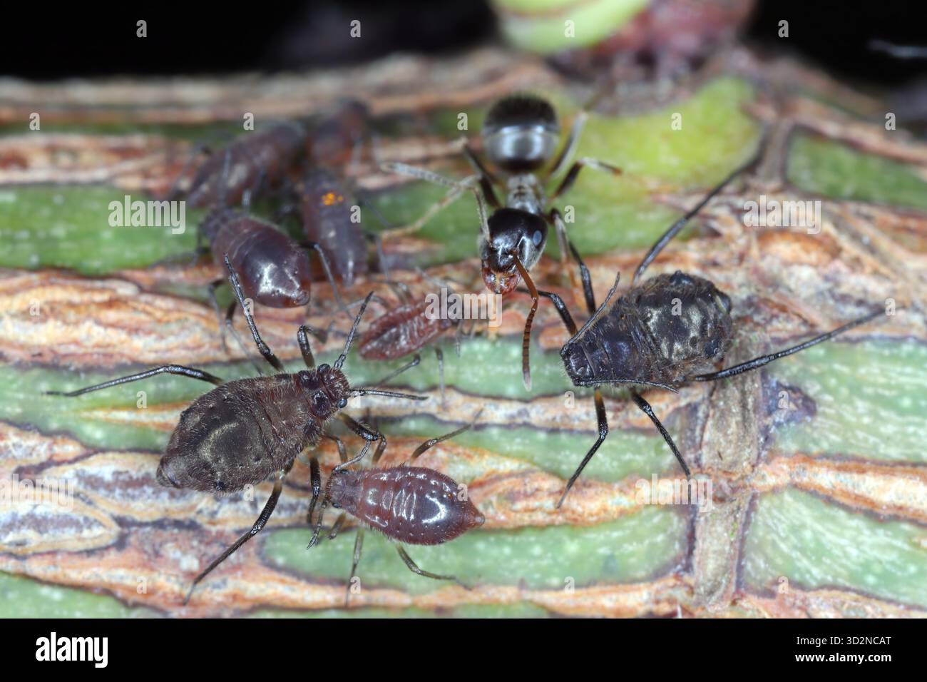 Fourmi dans une colonie de pucerons sur une pousse de rose dans le jardin. Banque D'Images