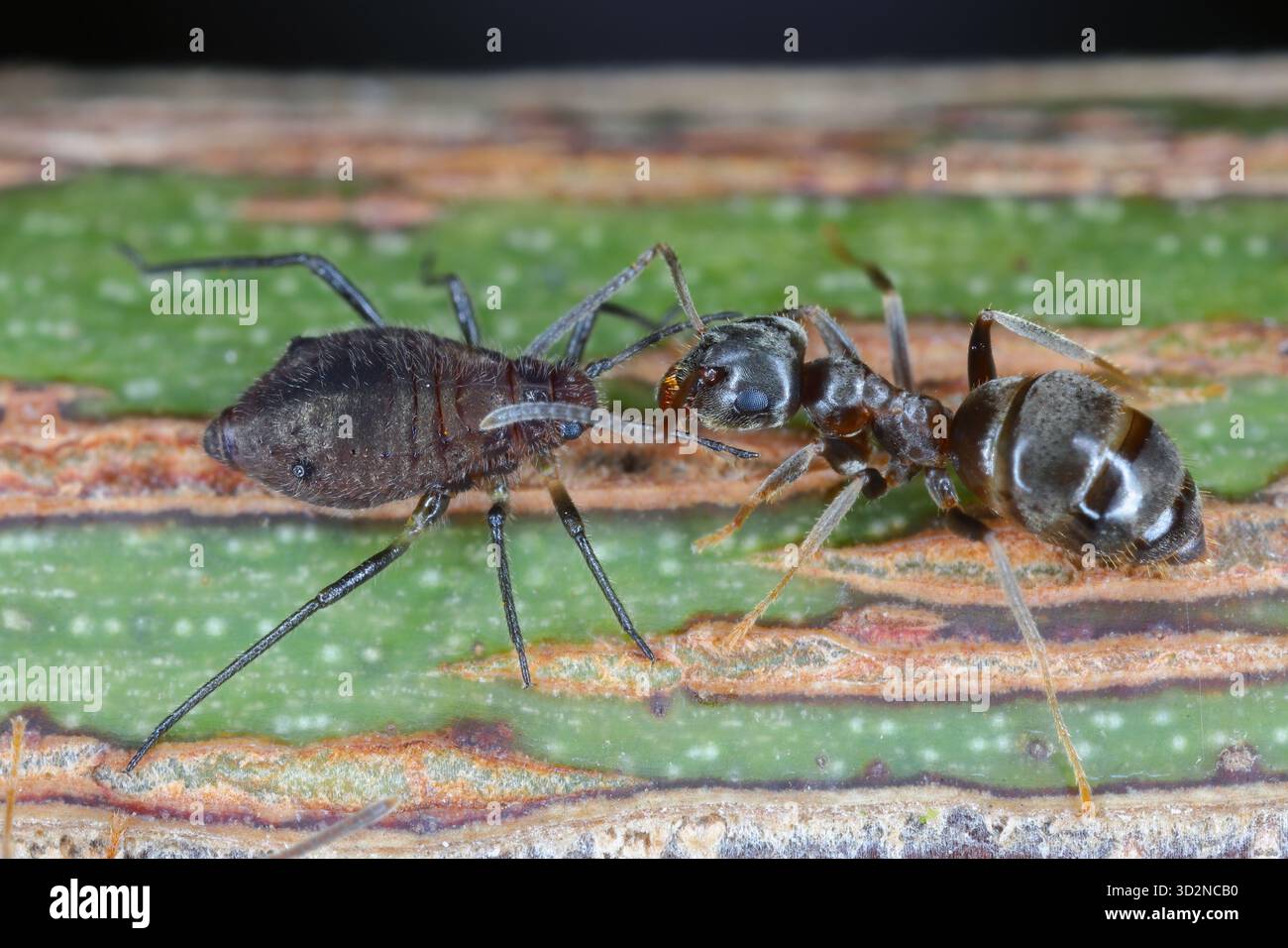 Un puceron rencontrant une fourmi sur un rosier dans le jardin. Banque D'Images