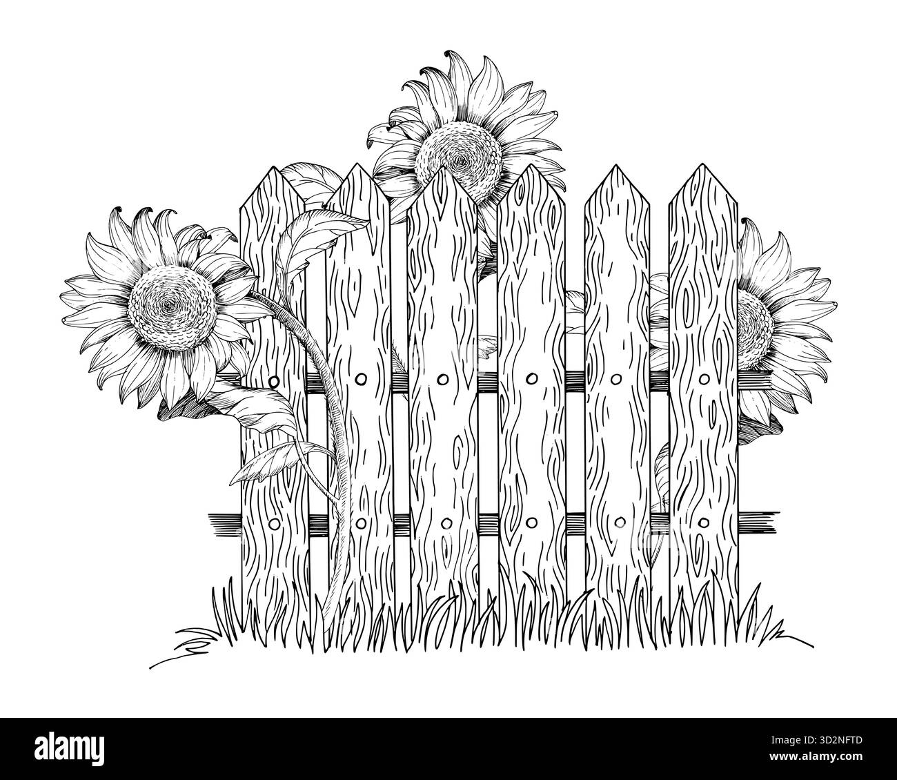 Tournesols poussant près de la clôture. Illustration faite à la main style encre vectorielle. Pour la conception d'emballage, les cartes, la couverture, les impressions, les étiquettes de produits et le tissu. Illustration de Vecteur