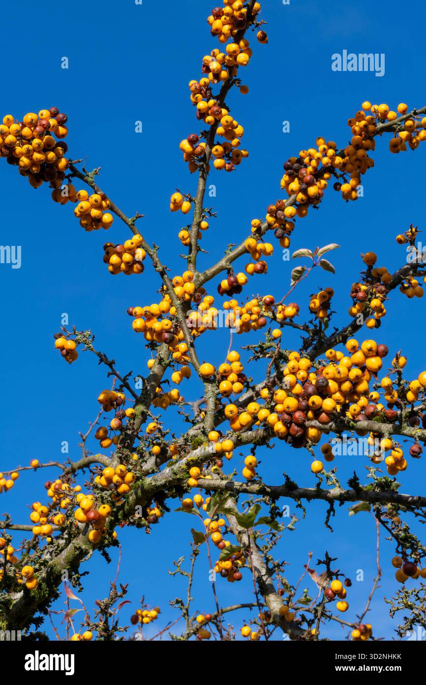 Malus 'Golden Hornet' avec des fruits jaunes en automne contre un ciel bleu clair. Banque D'Images