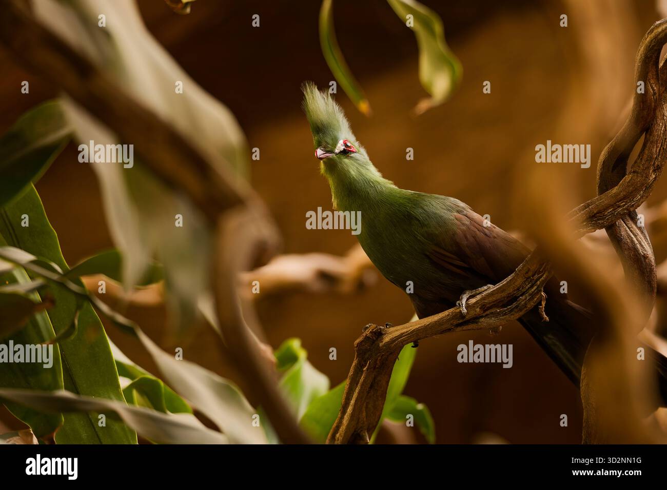 Turaco vert (Tauraco persa), un oiseau exotique vibrant perché parmi les branches tropicales. Banque D'Images