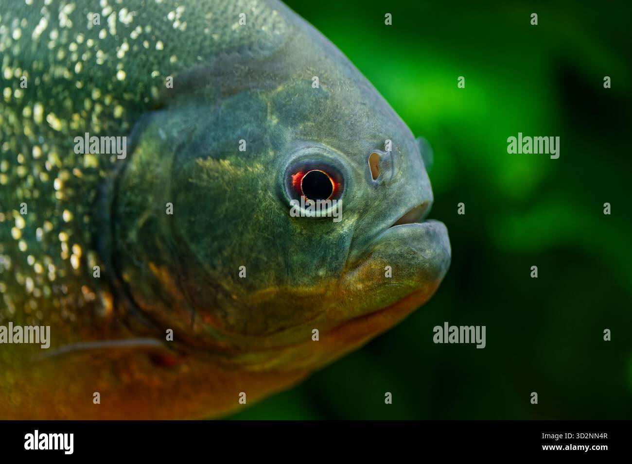 Gros plan d'un piranha à ventre rouge (Pygocentrus nattereri) montrant ses dents pointues et son ventre rouge, photographié sous l'eau dans un aquarium Banque D'Images