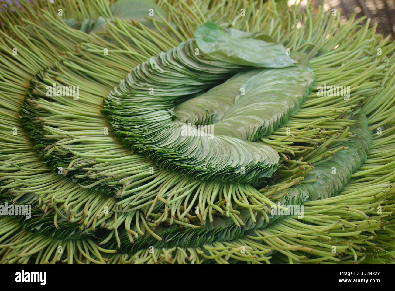 Feuille de bétel à Moheshkhali - Trésor vert de la culture côtière au Bangladesh Banque D'Images