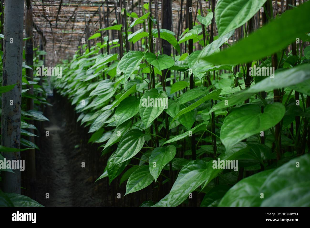 Feuille de bétel à Moheshkhali - Trésor vert de la culture côtière au Bangladesh Banque D'Images