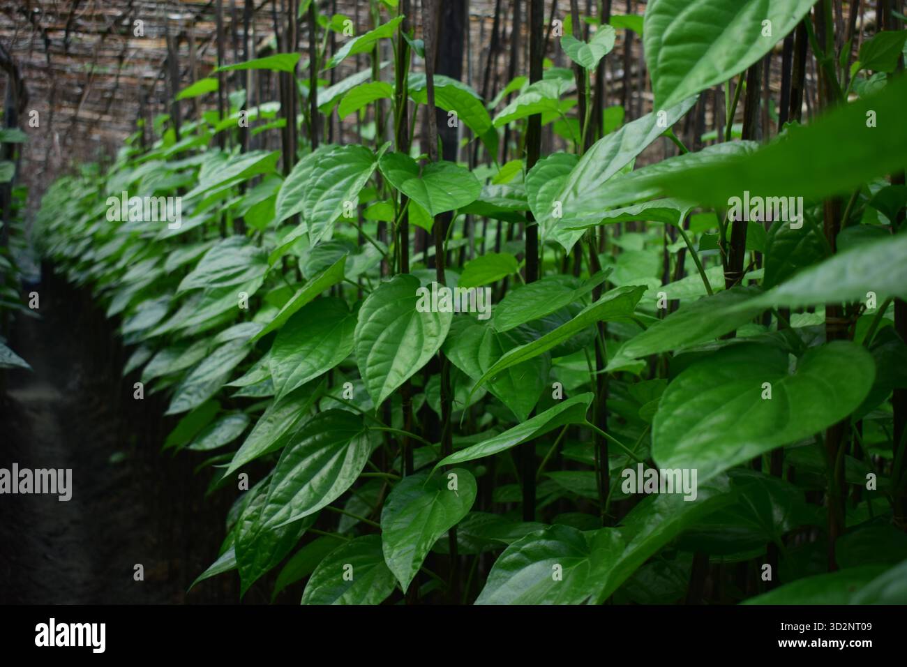 Feuille de bétel à Moheshkhali - Trésor vert de la culture côtière au Bangladesh Banque D'Images