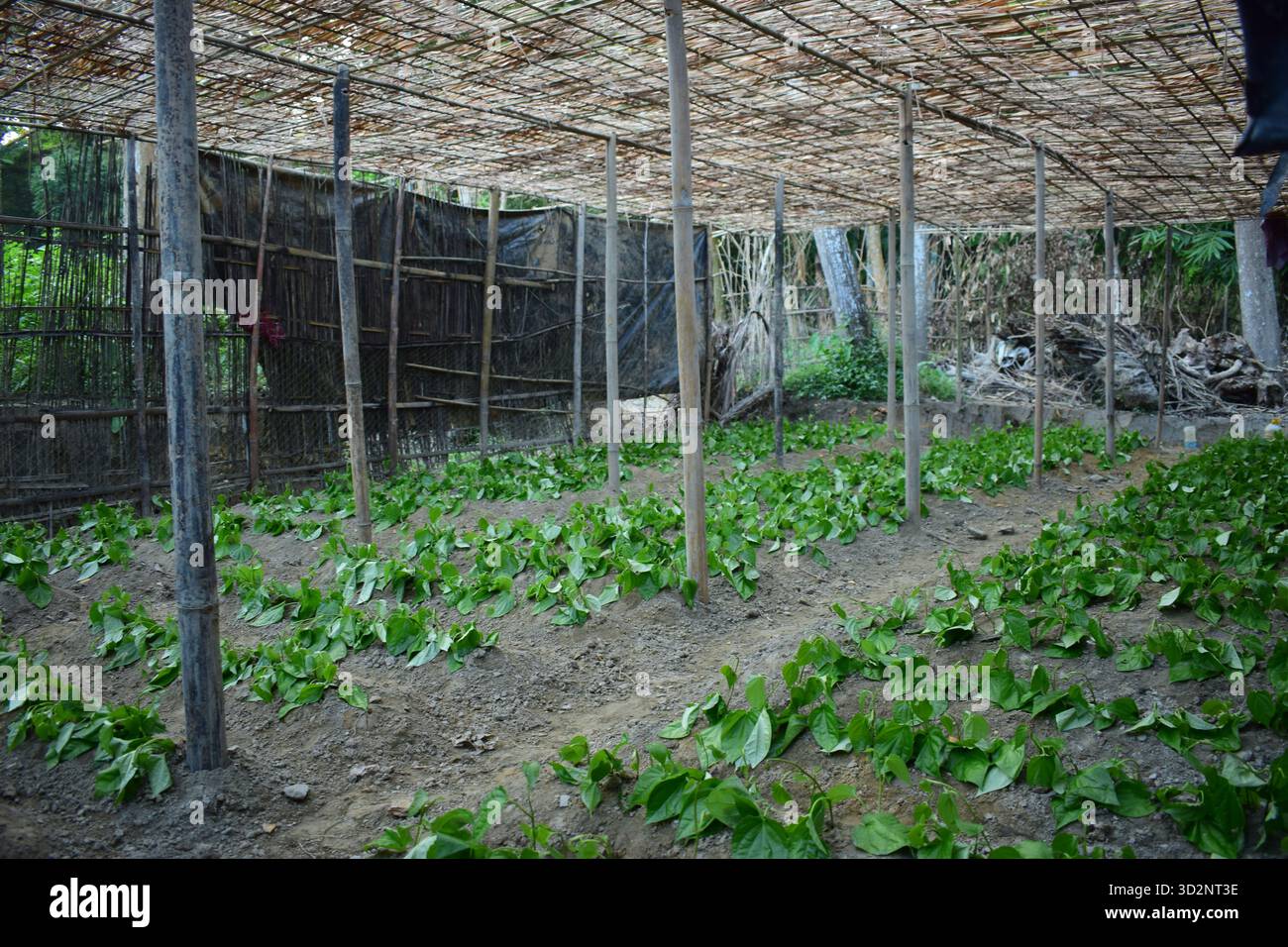 Feuille de bétel à Moheshkhali - Trésor vert de la culture côtière au Bangladesh Banque D'Images