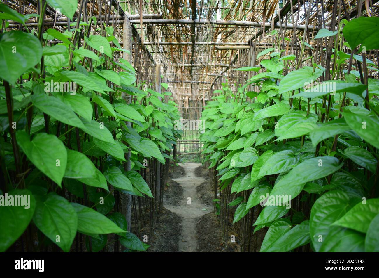 Feuille de bétel à Moheshkhali - Trésor vert de la culture côtière au Bangladesh Banque D'Images