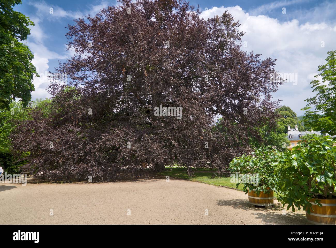 Vue complète d'un vieux hêtre rouge (Fagus sylvatica), mettant en valeur son tronc massif, ses branches tentaculaires et sa canopée dense. Banque D'Images