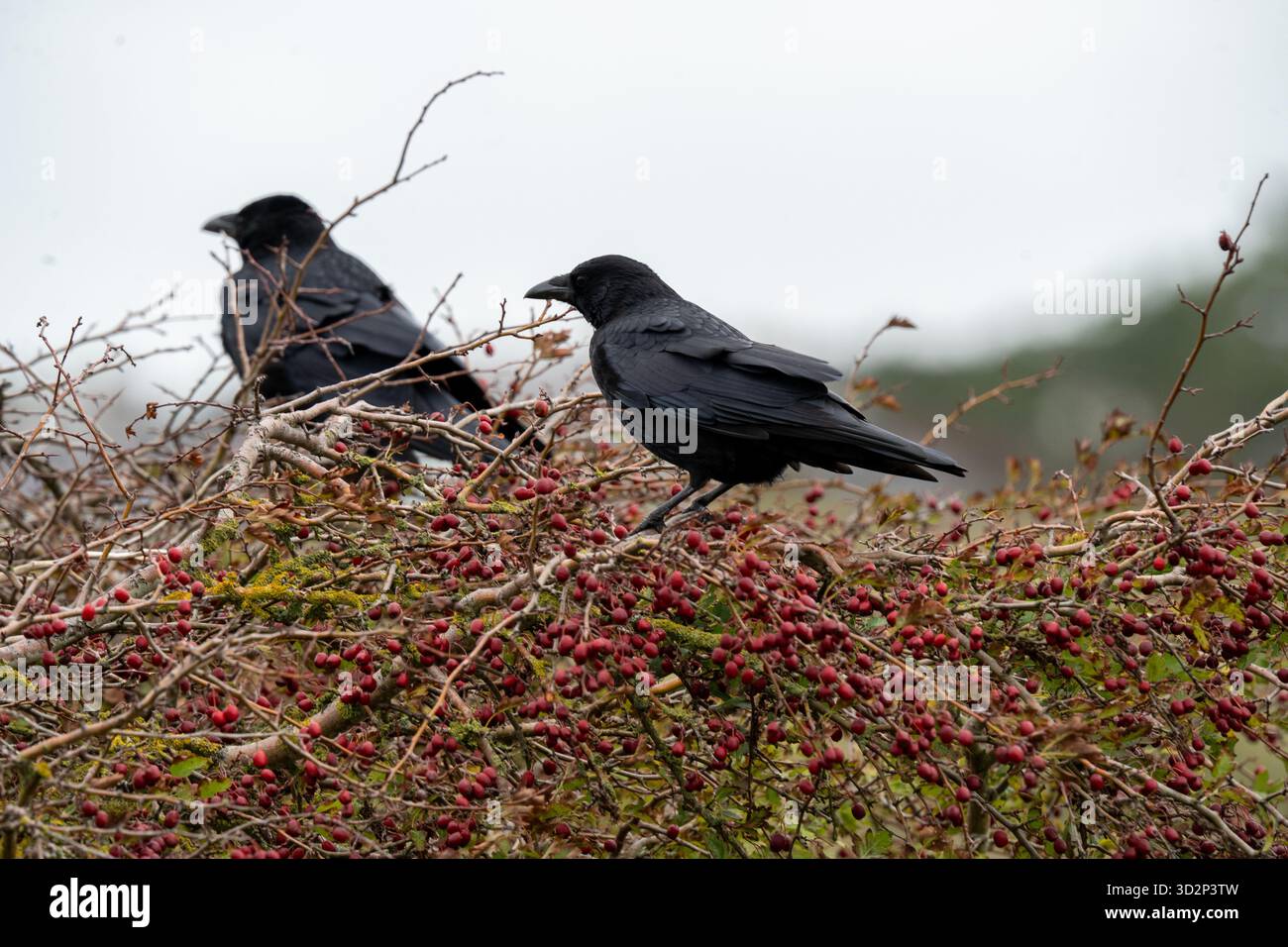 Corbeaux en charoie perchés sur des branches couvertes de baies à Amsterdamse Waterleidingduinen Banque D'Images