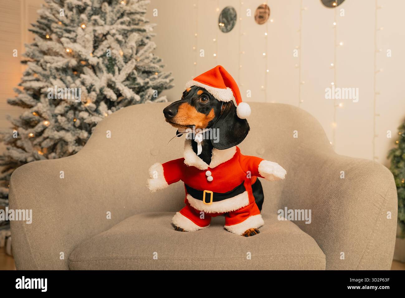 Un teckel noir dans un costume de Père Noël est assis sur une chaise grise dans une pièce sur un fond d'arbre de Noël, portrait du nouvel an d'un animal Banque D'Images