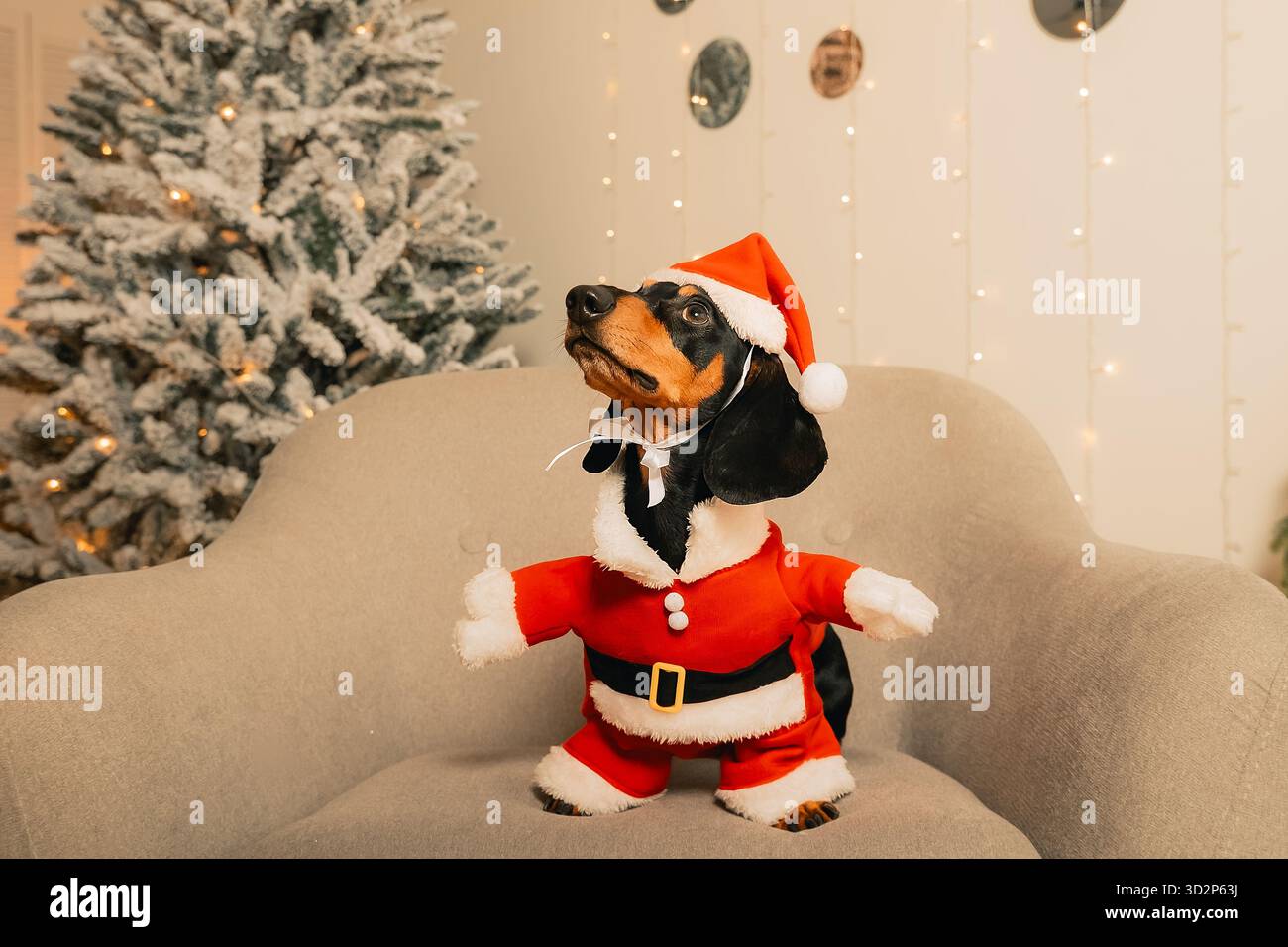 Un teckel noir dans un costume de Père Noël est assis sur une chaise grise dans une pièce sur un fond d'arbre de Noël, portrait du nouvel an d'un animal Banque D'Images
