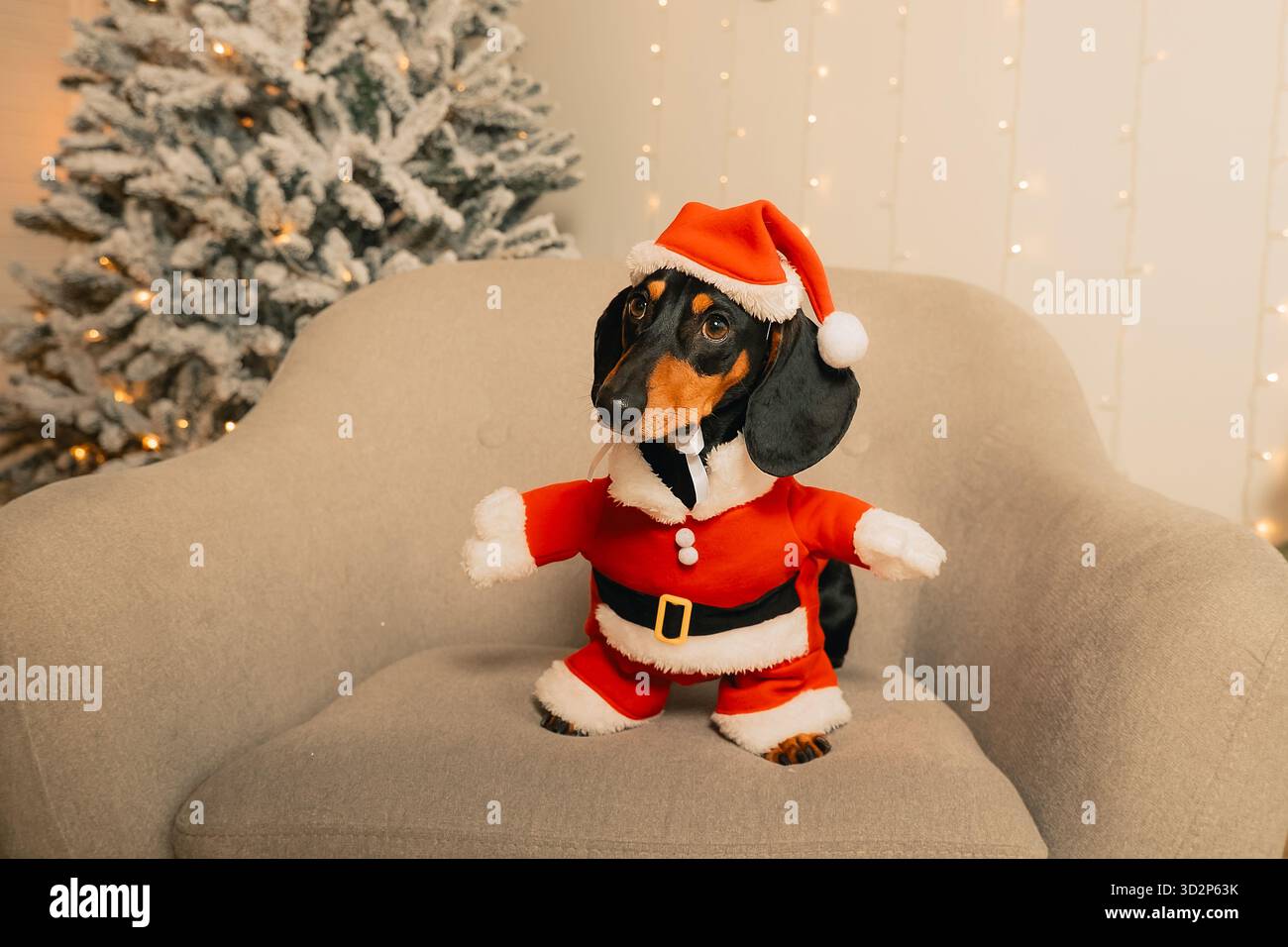 Un teckel noir dans un costume de Père Noël est assis sur une chaise grise dans une pièce sur un fond d'arbre de Noël, portrait du nouvel an d'un animal Banque D'Images