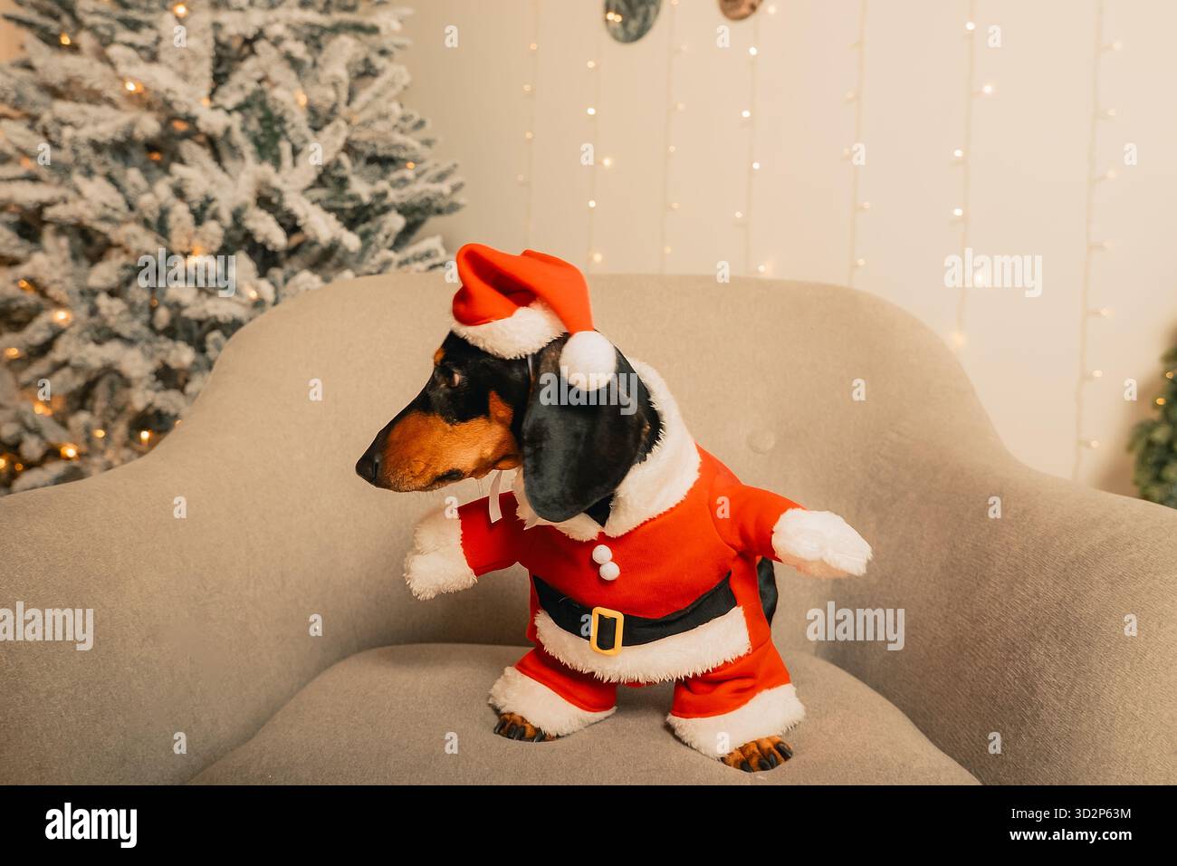 Un teckel noir dans un costume de Père Noël est assis sur une chaise grise dans une pièce sur un fond d'arbre de Noël, portrait du nouvel an d'un animal Banque D'Images